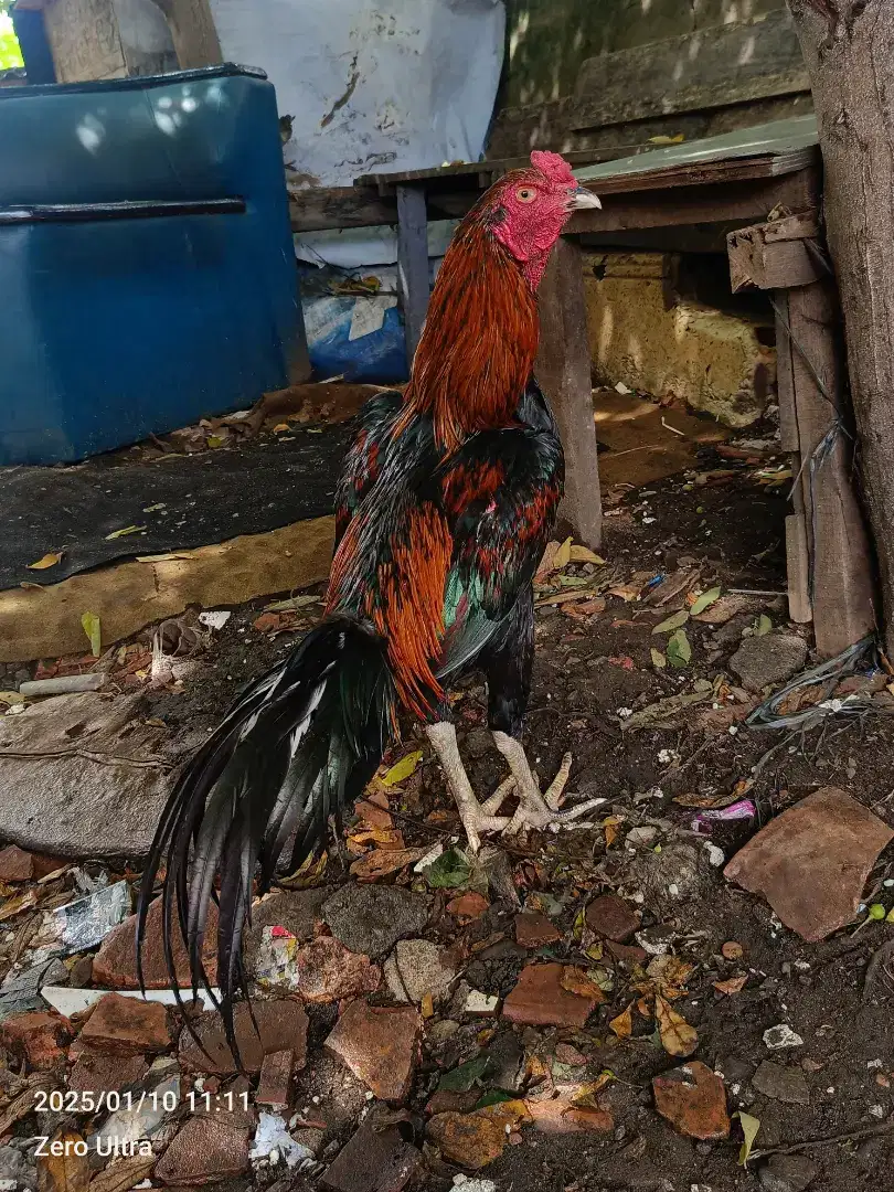 Ayam bangkok muda