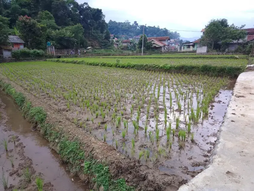 Dijual tanah sawah produktif