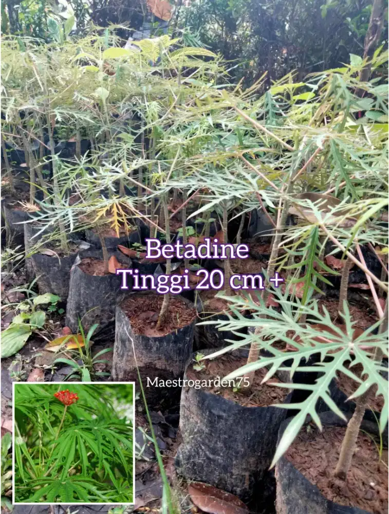 Betadine Tanam Obat Tinggi 20 cm an