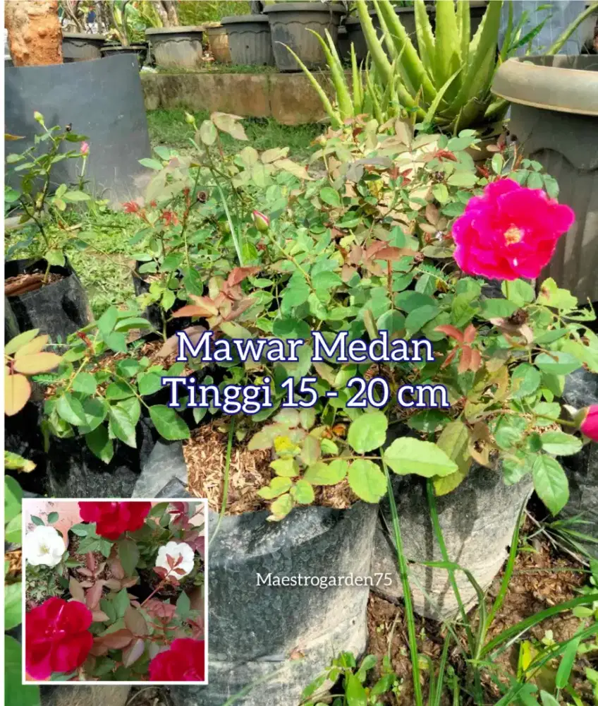 Mawar Medan Tinggi 15 - 20 cm