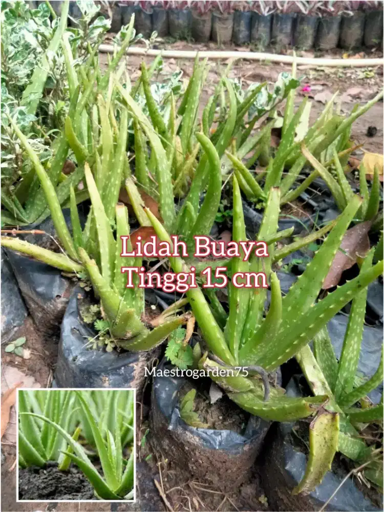 Lidah Buaya Ukuran Kecil