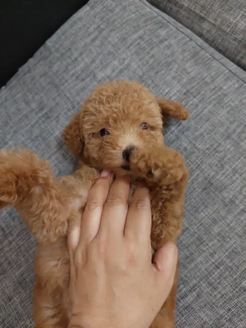 Puppy Poodle betina 2 bln