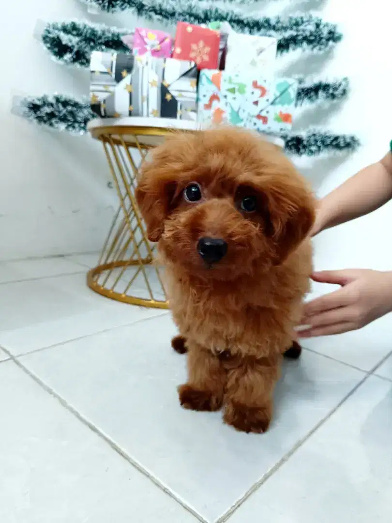 Jual Anak Anjing Poodle