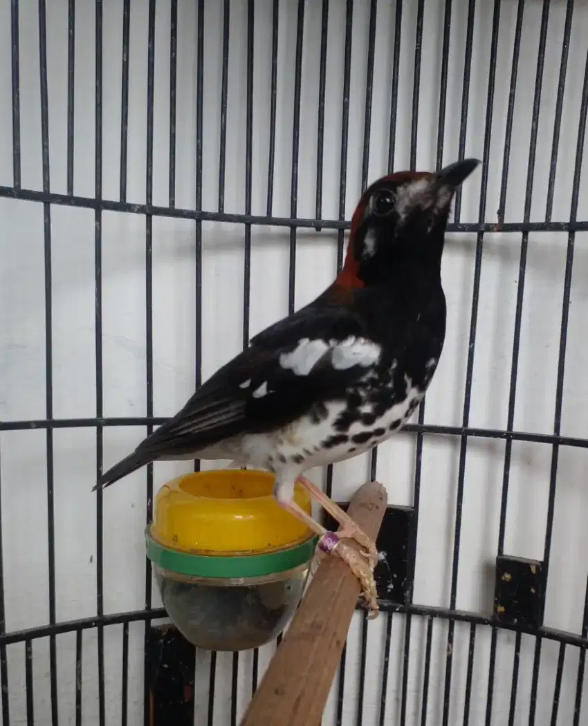 Burung Anis Kembang ring SL3