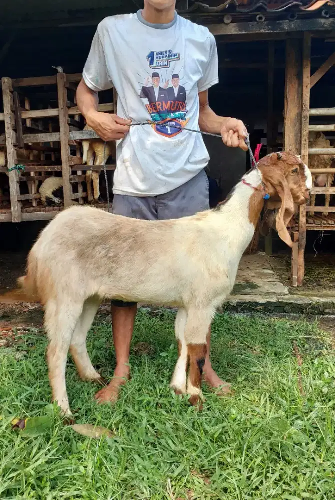Sedia Kambing dan Domba Hidup, Potong Cacah, dan Mateng Untuk Akikah