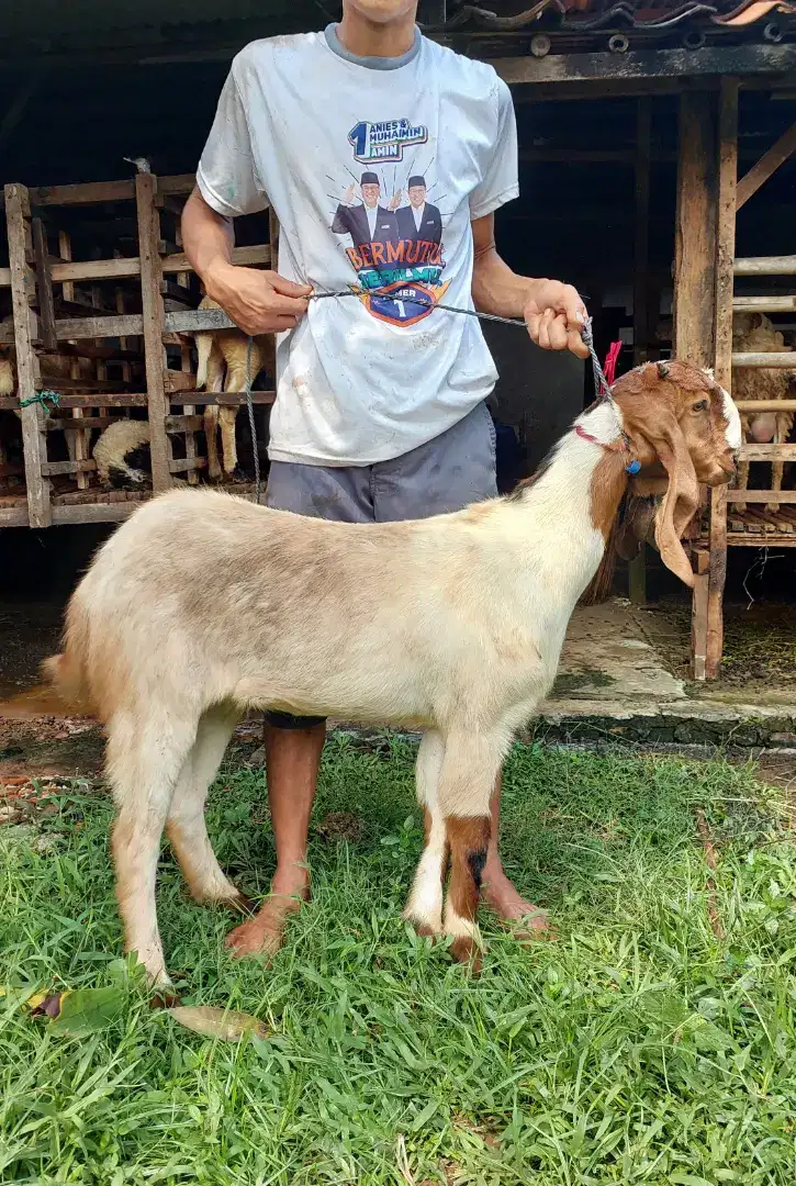 Sedia Kambing dan Domba Hidup, Potong Cacah, dan Mateng Untuk Akikah