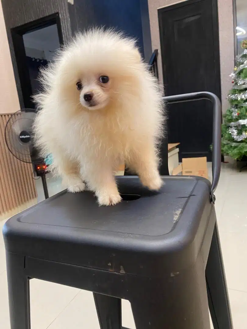 DIJUAL ANAK ANJING MINIPOM MINI POMERANIAN ANJING POM