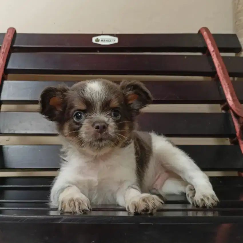 Jual chihuahua jantan