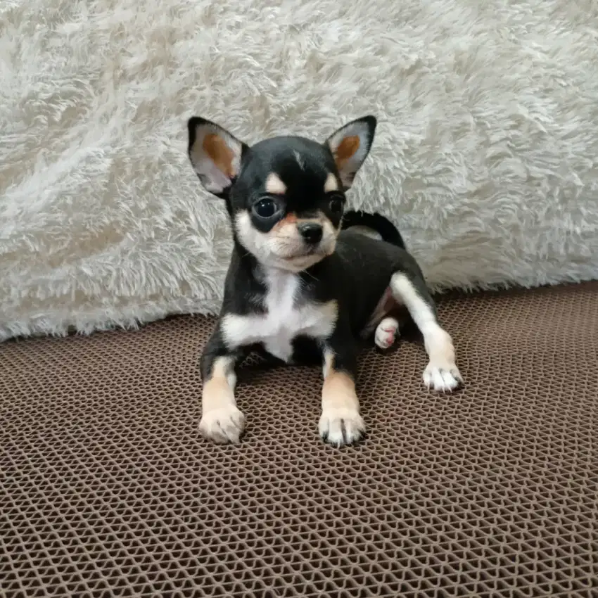 Jual Chihuahua jantan