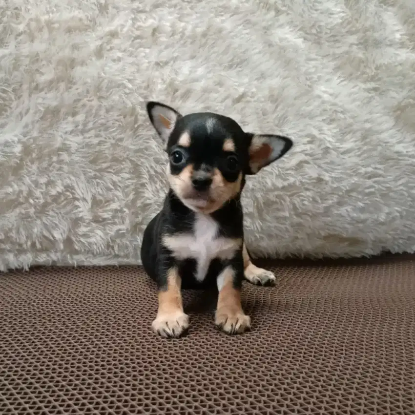 Jual chihuahua betina