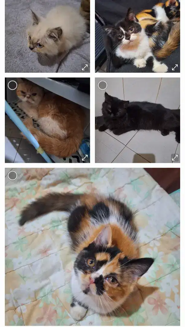 Kucing persimed borongan 5