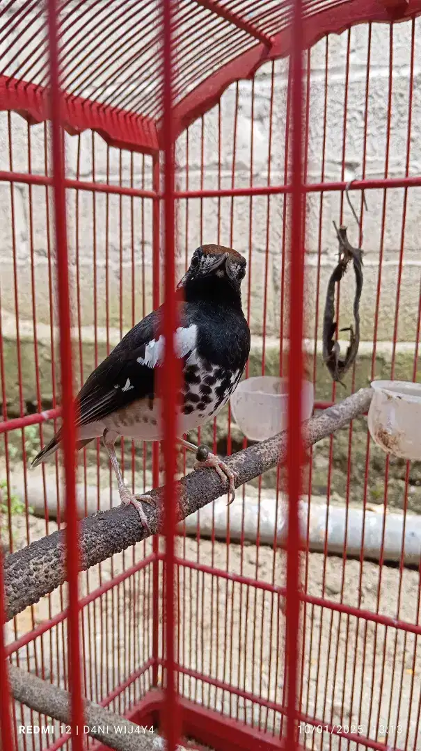 Dijual Burung anis kembang