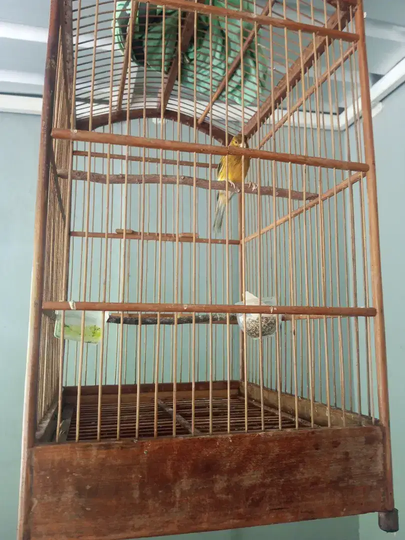 Burung kenari + kandang