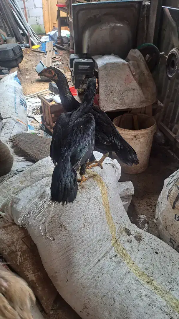 Ayam bangkok semi ekor lidi dara