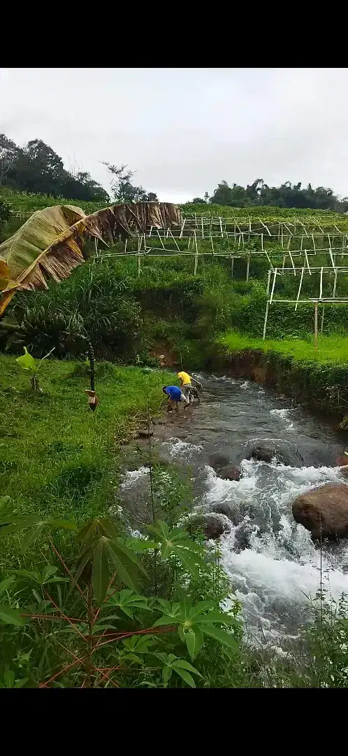 Jual kebun subur makmur air melimpah ciwidey kab. Bandung Harga Nego