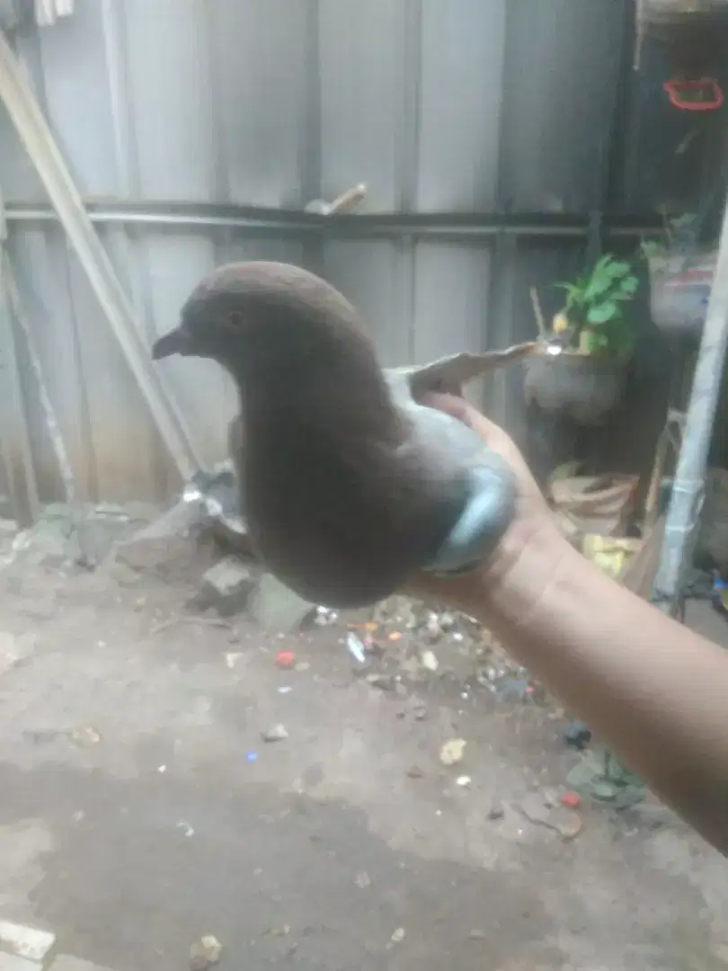 Barter Burung dara jantan 2 ekor barter