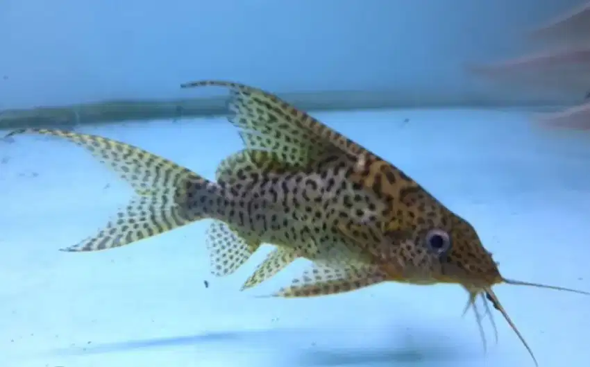 IKAN SYNODONTIS