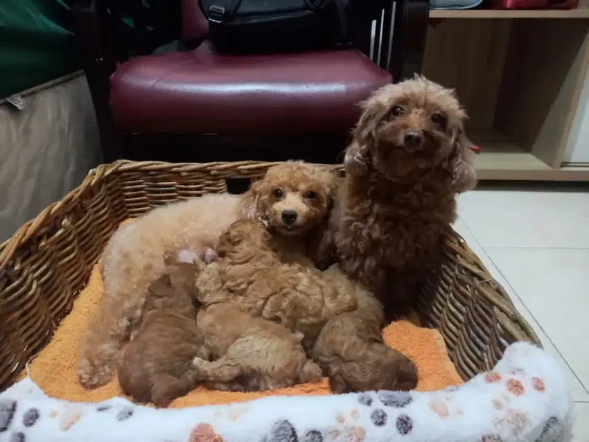 Toy Poodle / pudel Baba Homiepets