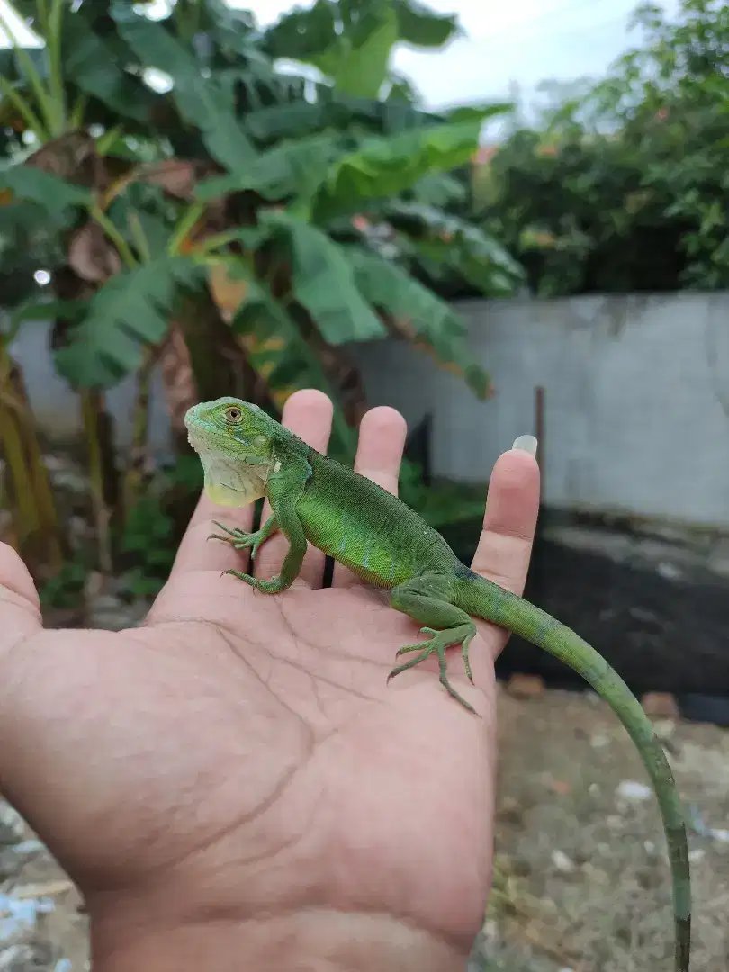 Baby Green iguana