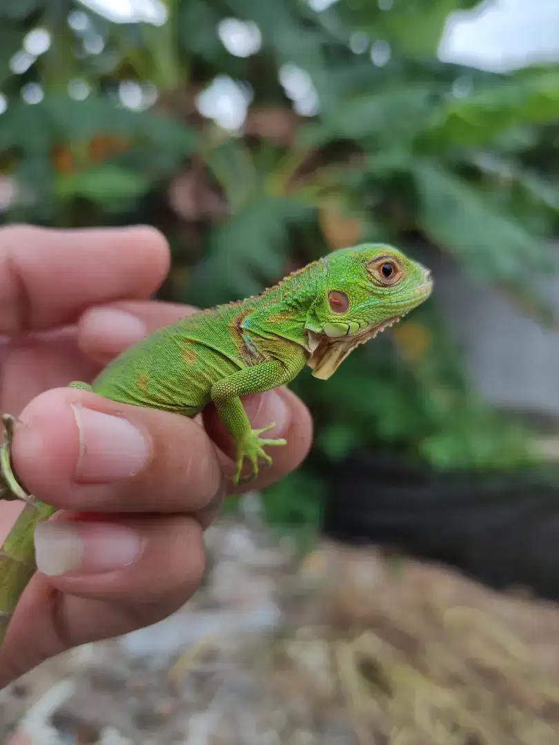 Baby red iguana