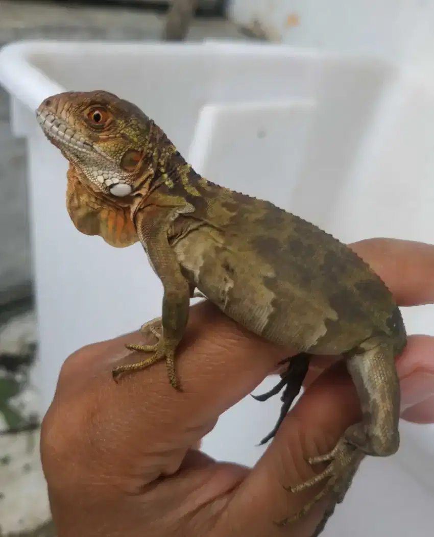 Baby super red iguana