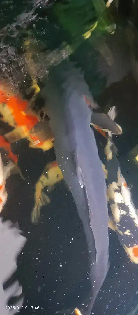 Ikan Koi black karasu jumbo dan sanke doitsu