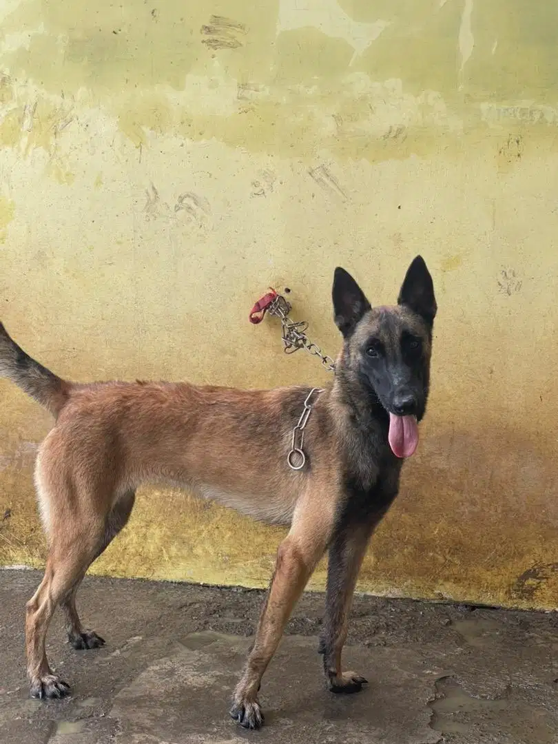 Belgian malinois betina