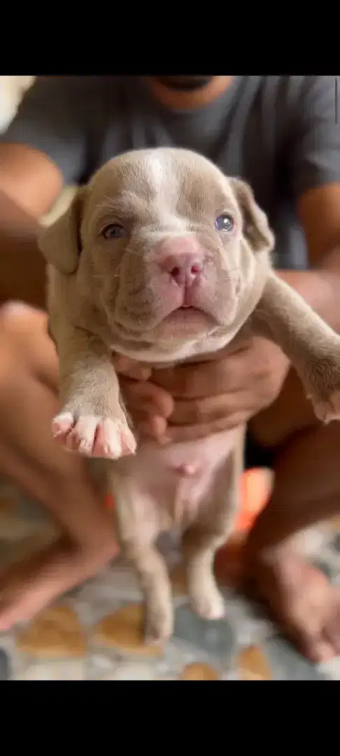 American bully size pocket