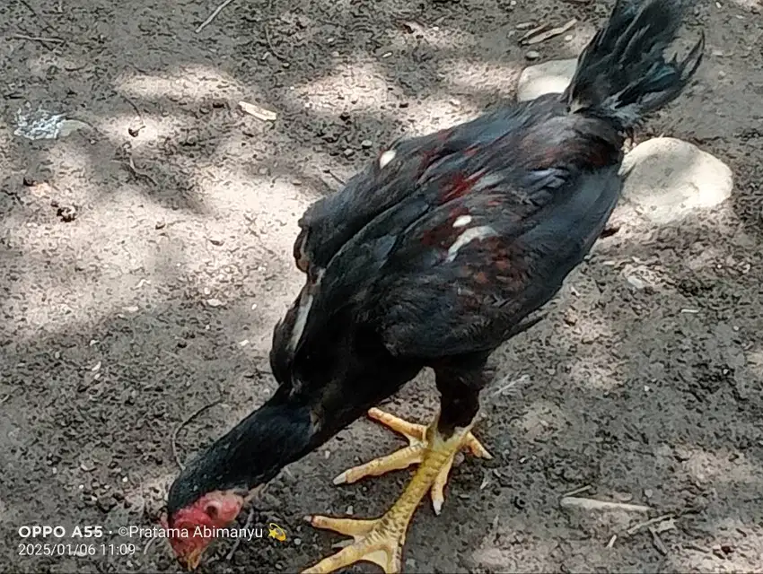 Ayam Bangkok Poerdjo