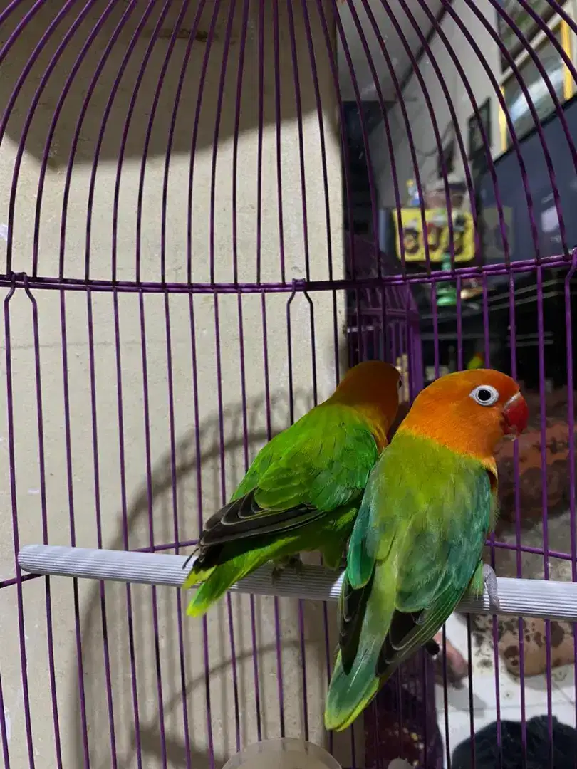 Love bird biola sepasang