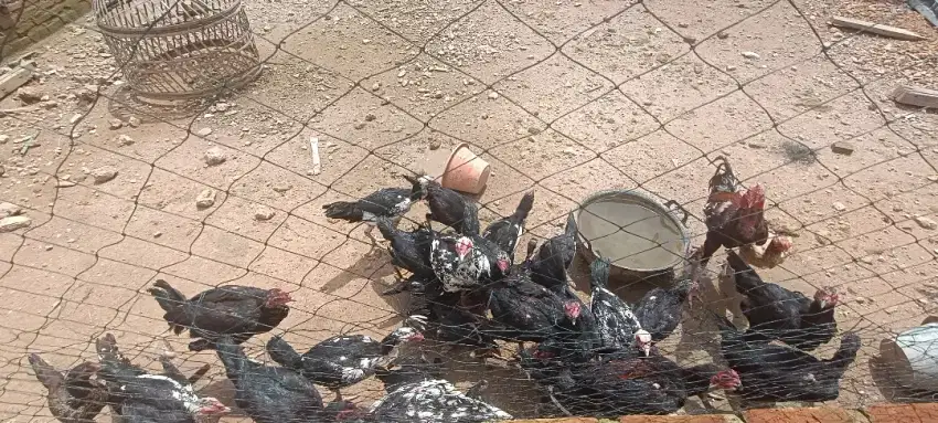 Ayam BK besar umur muda untk bahan