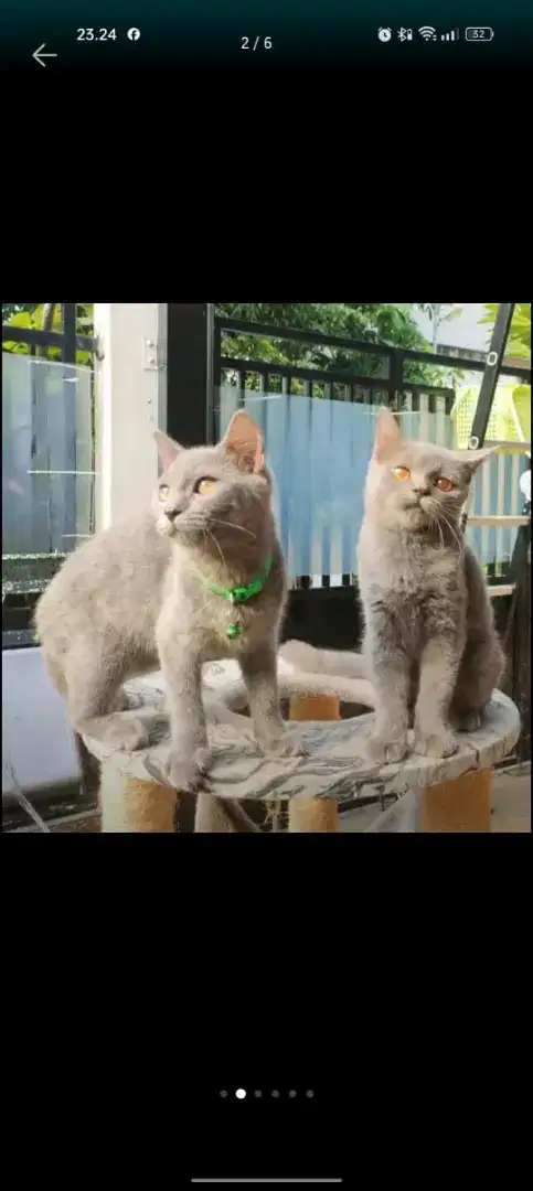 Kucing British Short Hair