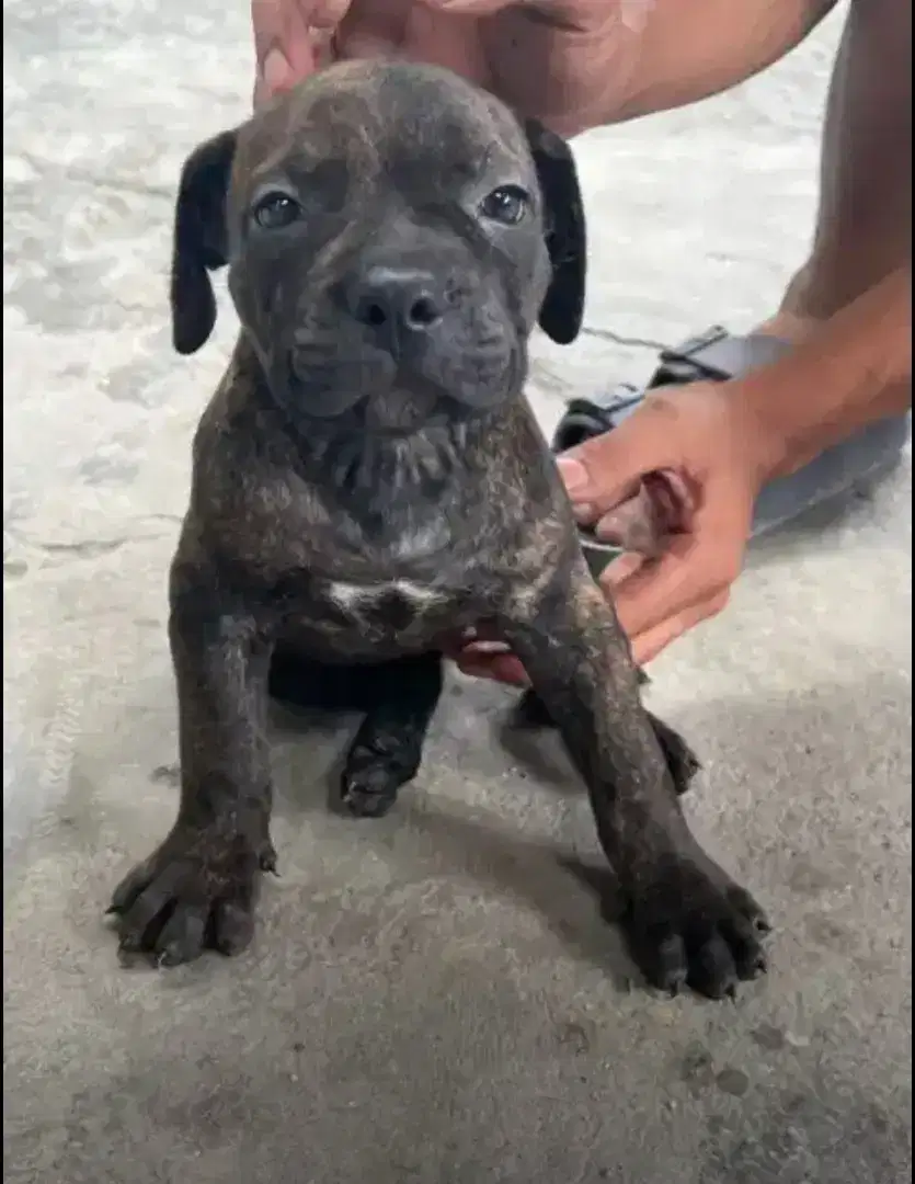 Pitbull brindle betina istimewa