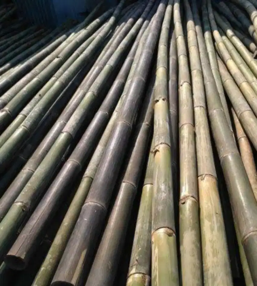 Bambu Staiger Untuk Proyek