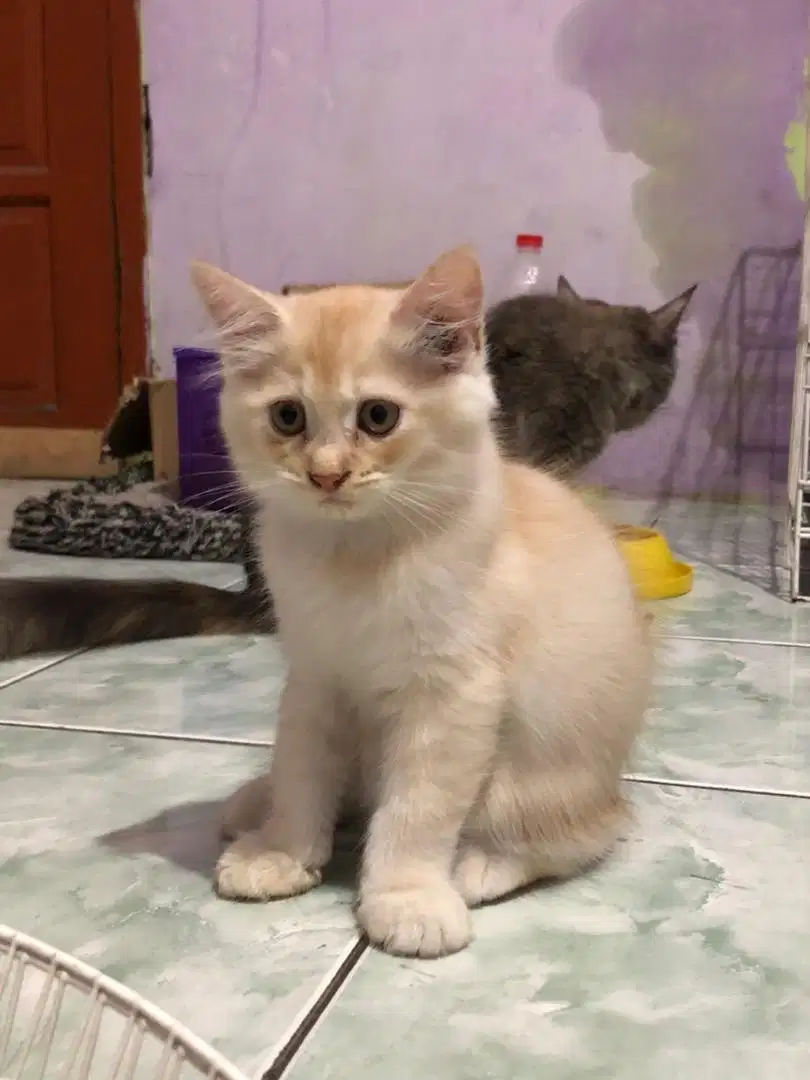 kitten persia 2 bulan lebih