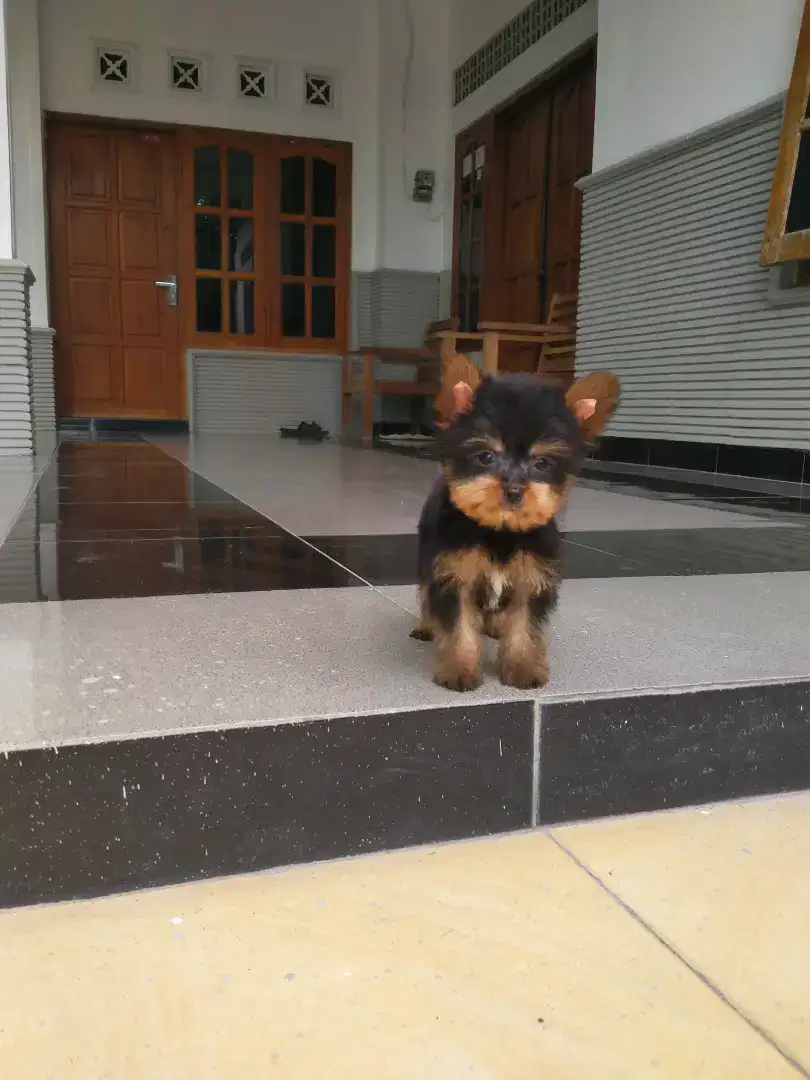 Teacup Yorkshire Terrier