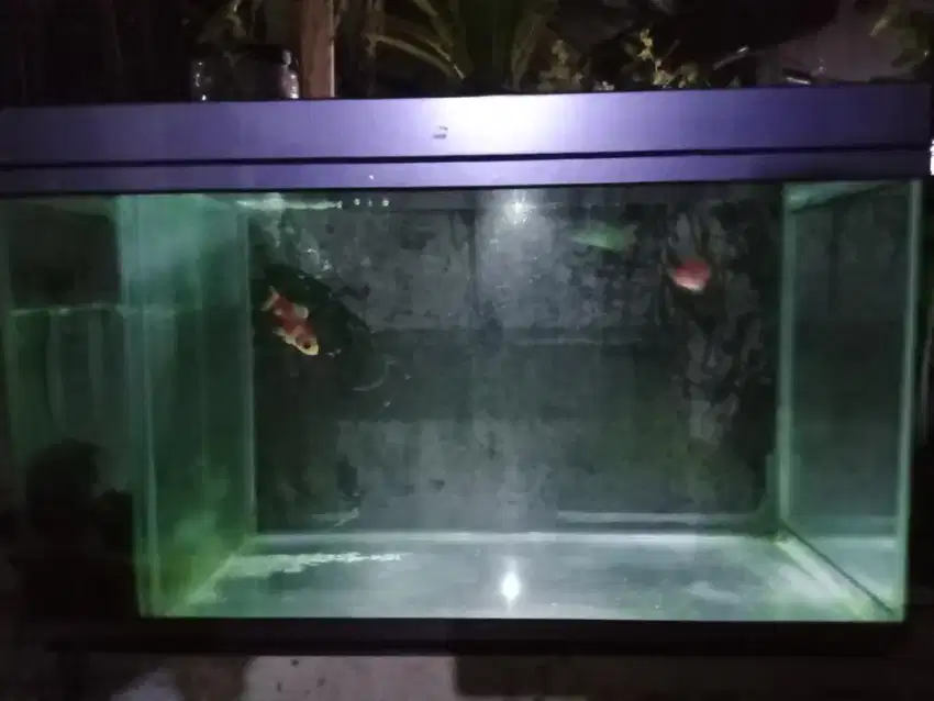 Aquarium dan Meja