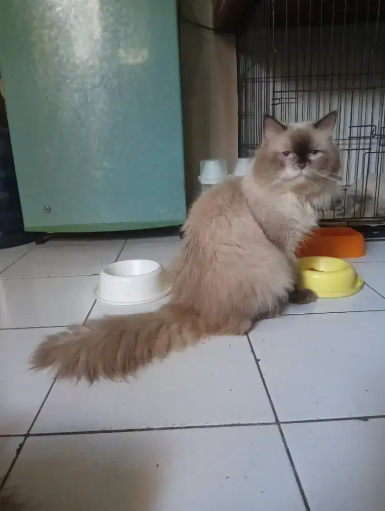 Pacak kucing jantan himalaya