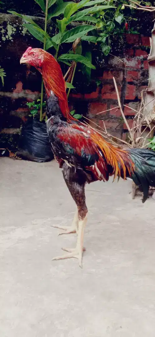 Ayam aseel Parrot mix adu bagus Vidio ada murah saja