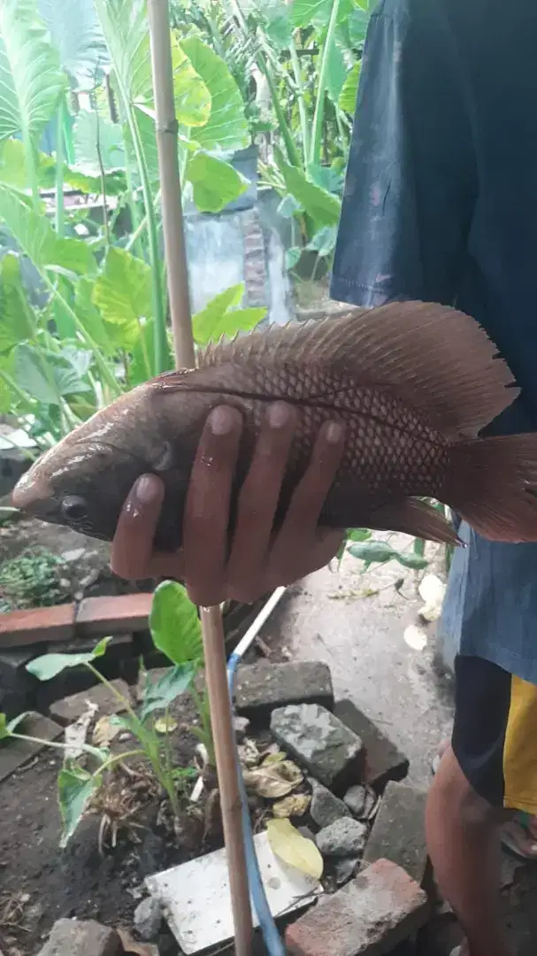 Ikan gurame konsumsi