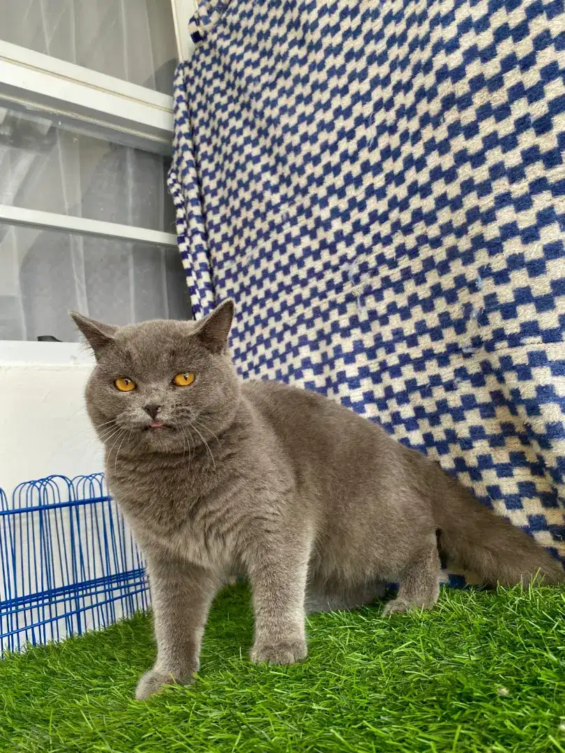 kucing kitten british shorthair jantan 100% pure bsh