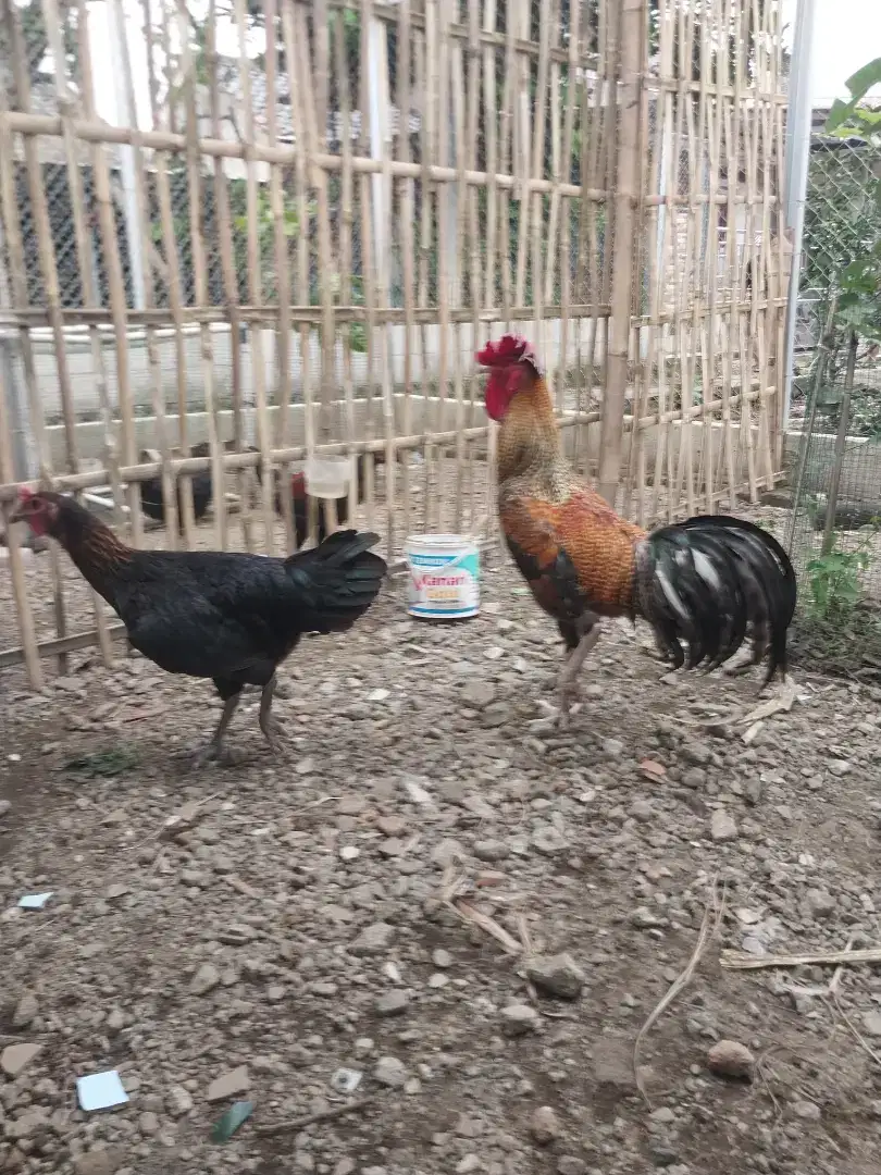 Ayam Pelung Sepasang