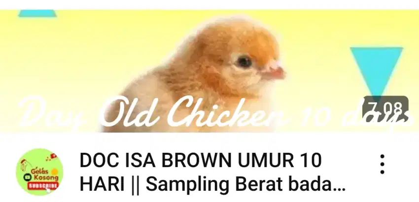 doc 10 hari isa brown