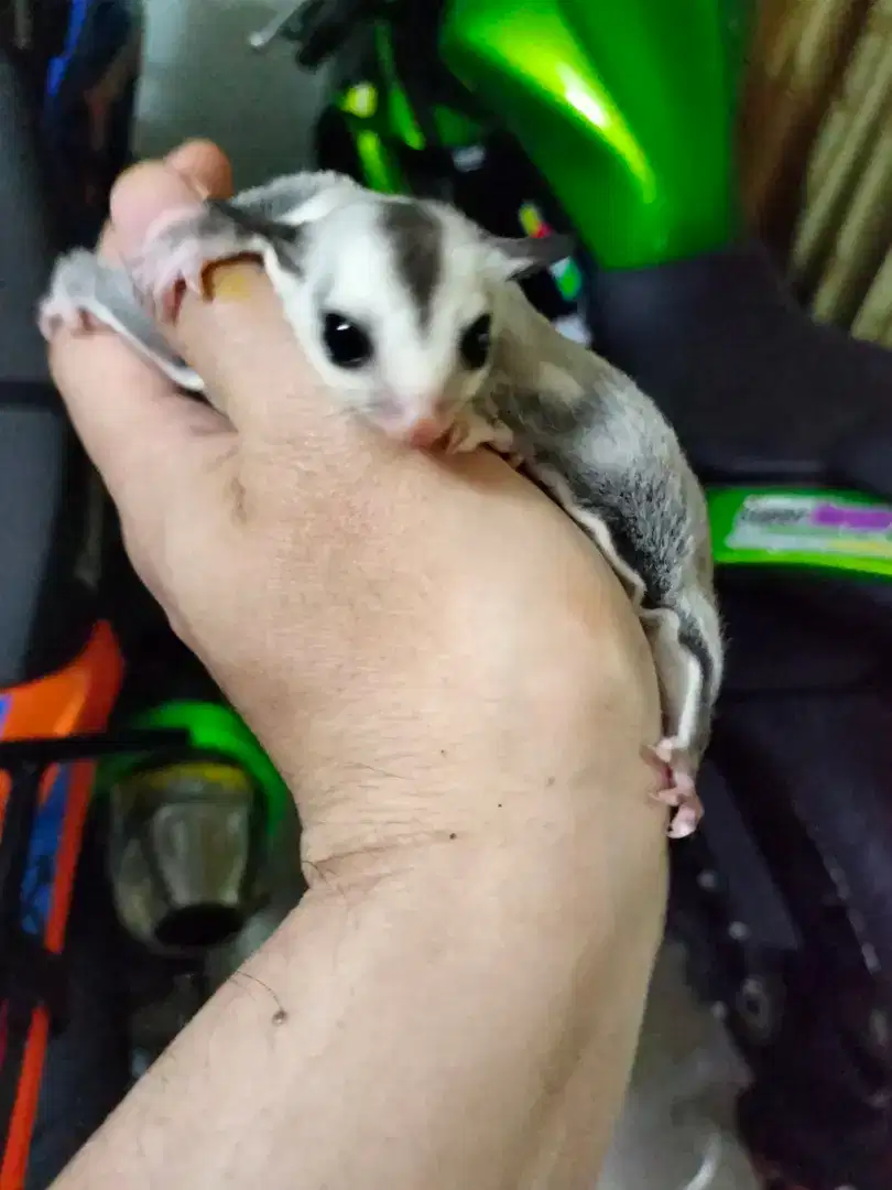 Sugar glider white face betina joey