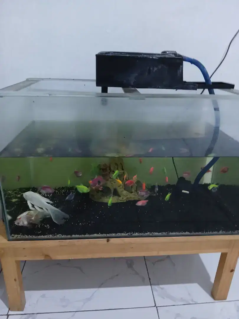 Jual aquarium fullset sama ikannya