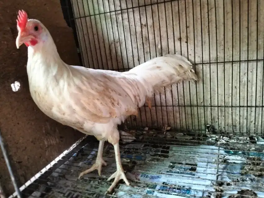 Ayam Onagadori Betina Ekor Jantan