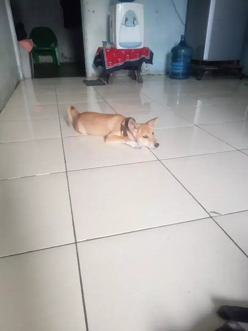 Anak anjing kampung campuran