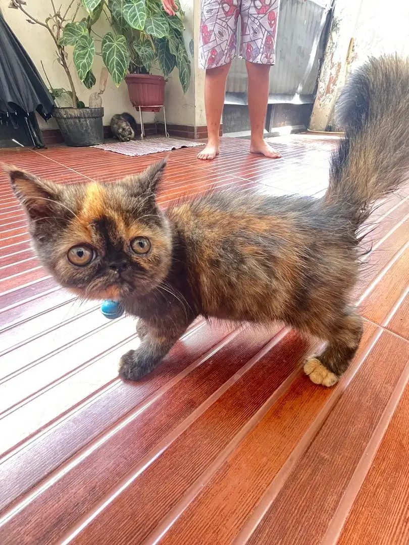 Exotic betina black tortie