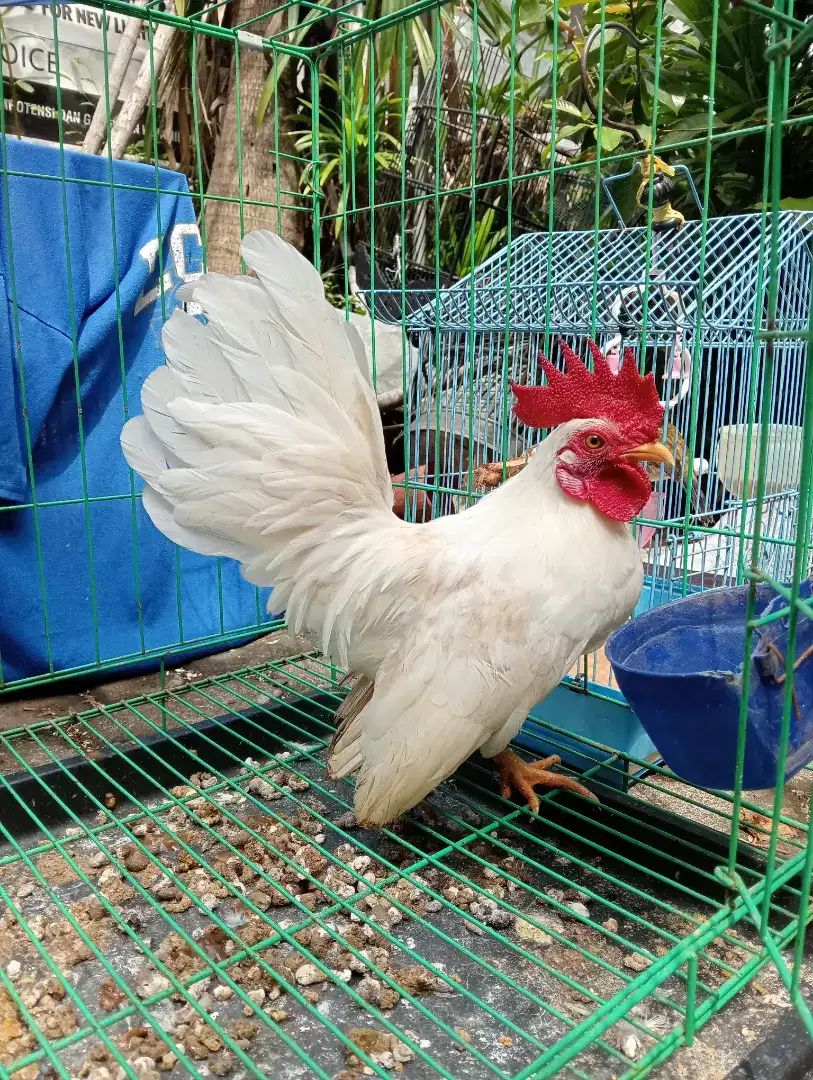 Jual Ayam Kate Putih