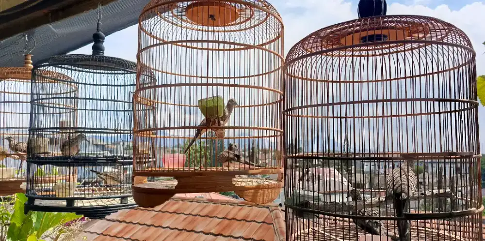 Burung Perkutut Bangkok